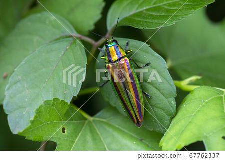 A badger beetle 67762337