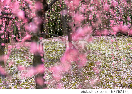 Shooting plums at Jonangu, Fushimi-ku, Kyoto Shooting plums at Jonangu, Fushimi-ku, Kyoto 67762384