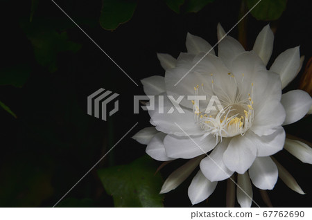 Geisha 7 Geisha 7 67762690