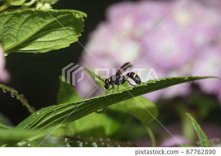 Bee Modki Hanaab 67762890