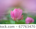 蓮花 67763470