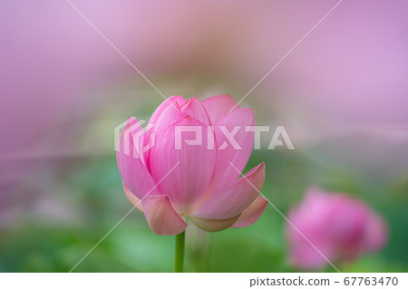 Lotus flower  67763470
