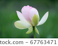 蓮花 67763471