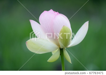 Lotus flower  67763471