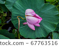 蓮花 67763516