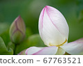 蓮花 67763521