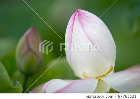 蓮花 蓮花 67763521