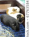 Three guinea pigs 67763584