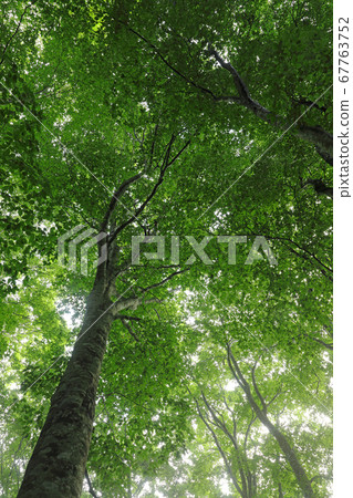 Summer beech forest draws morning mist shelves-Healing forest Tadami Town, Fukushima Prefecture 67763752