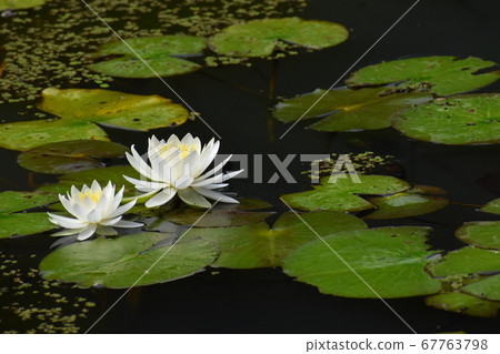 Yamadaike Park 67763798