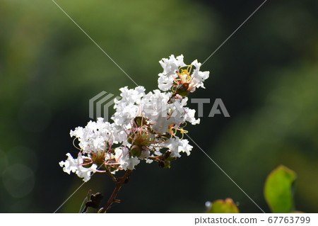 Yamadaike Park 67763799