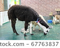 Llama in the zoo 67763837