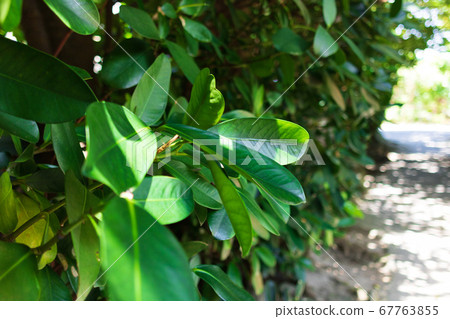 Fukugi leaves Fukugi leaves 67763855