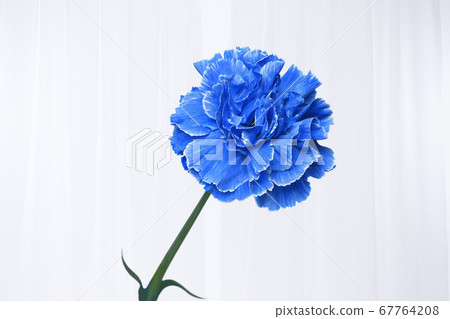 Blue carnation 67764208