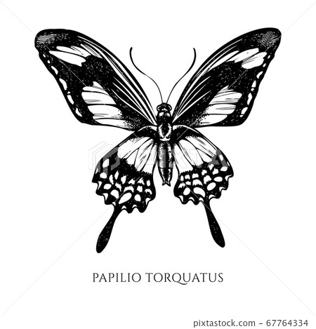 Vector set of hand drawn black and white papilio torquatus Vector set of hand drawn black and white papilio torquatus 67764334
