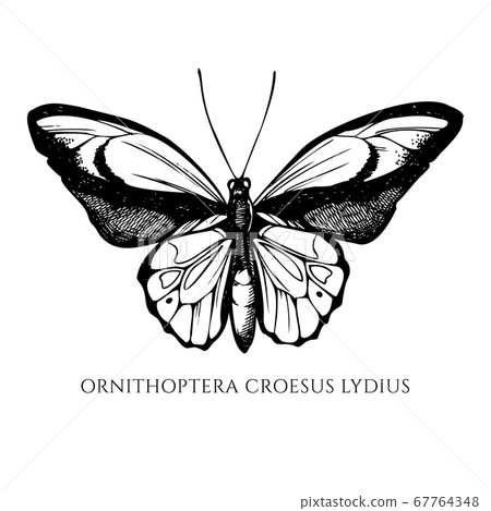 Vector set of hand drawn black and white wallace's golden birdwing Vector set of hand drawn black and white wallace's golden birdwing 67764348
