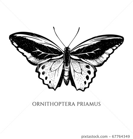 Vector set of hand drawn black and white common green birdwing Vector set of hand drawn black and white common green birdwing 67764349