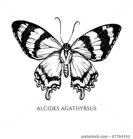 Vector set of hand drawn black and white alcides agathyrsus Vector set of hand drawn black and white alcides agathyrsus 67764350