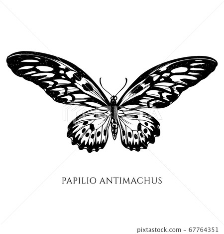 Vector set of hand drawn black and white african giant swallowtail Vector set of hand drawn black and white african giant swallowtail 67764351