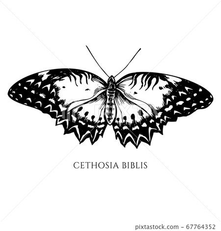 Vector set of hand drawn black and white red lacewing Vector set of hand drawn black and white red lacewing 67764352