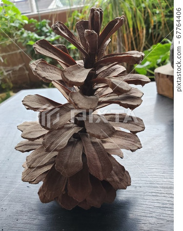 What a big pine cone What a big pine cone 67764406