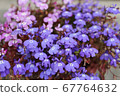 Blue lobelia in full bloom 67764632