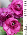 Ranunculus in full bloom 67764633