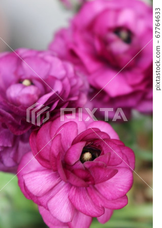 毛茛屬盛開 67764633