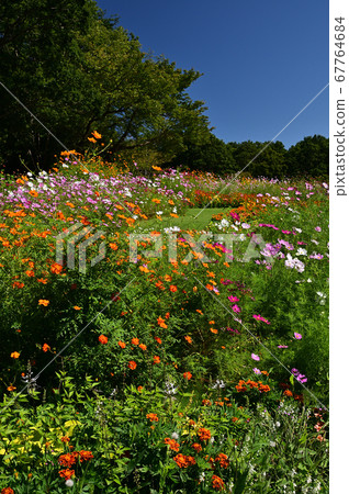 秋天的花朵盛開的里山花園 67764684