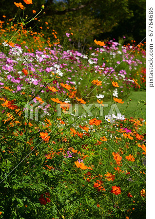 Satoyama garden where autumn flowers bloom 67764686