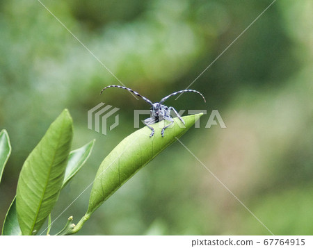 Lady beetle 67764915