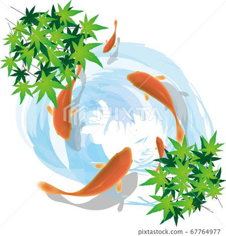 Goldfish Goldfish 67764977