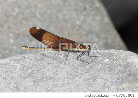 Miyama Kawatombo Miyama Kawatombo 67765001