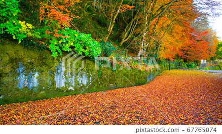 Fallen maple carpet 67765074