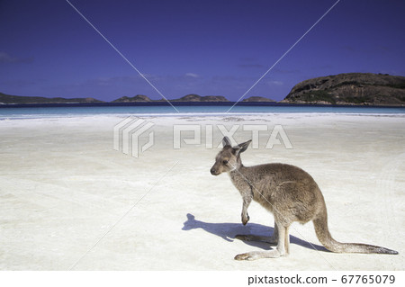 Kangaroo child Wallaby relaxing at Lucky Bay Beach in Esperance in Western Austria 67765079