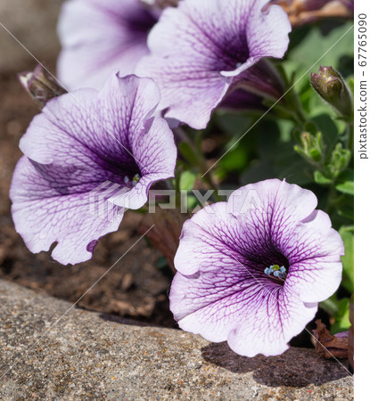 Garden Petunia, Petunia hybrida 67765090