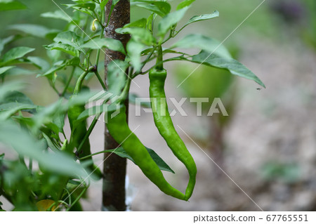 Field-cultivated Fushimi sweet peppers 67765551