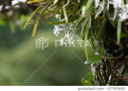 呋喃和老樹 67765600