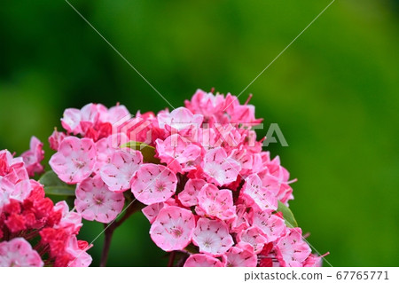 Karmia in full bloom Karmia in full bloom 67765771