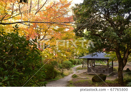 Ikuta Ryokuchi dyed with autumn leaves Ikuta Ryokuchi dyed with autumn leaves 67765800