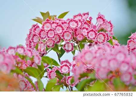 Karmia盛開 67765832