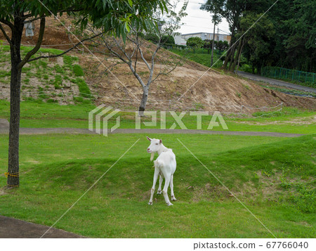 可愛的白山羊在草坪上玩 67766040