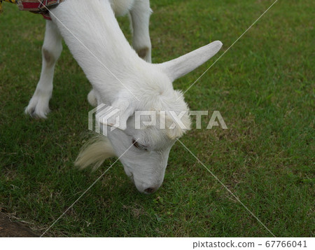 Cute white goat eating the lawn Cute white goat eating the lawn 67766041