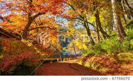 A walking path covered with maple carpet 67766070