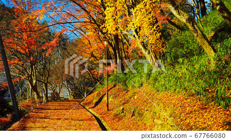 A walking path covered with maple carpet 67766080