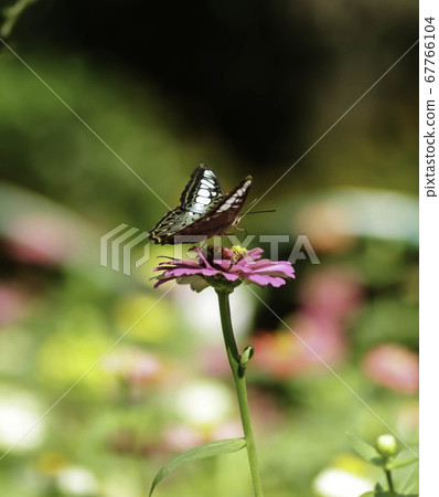 Natural photo: butterfly at the Botanic Garden (Vietnam) Natural photo: butterfly at the Botanic Garden (Vietnam) 67766104