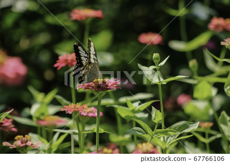 Natural photo: butterfly at the Botanic Garden (Vietnam) 67766106