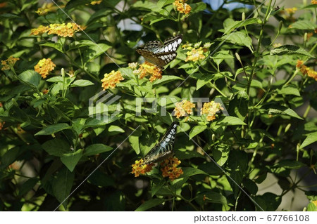 Natural photo: butterfly at the Botanic Garden (Vietnam) 67766108