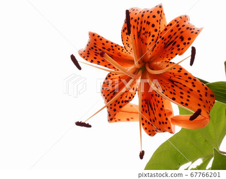 Flower of Onigari Flower of Onigari 67766201