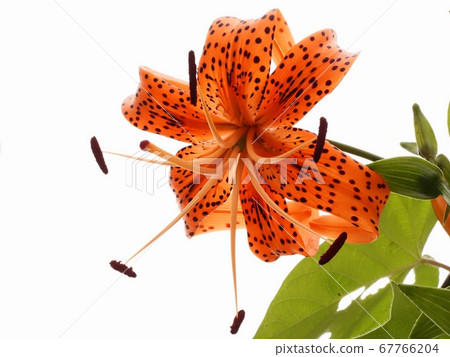 Onigari花 Onigari花 67766204